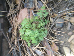 Sphallerocarpus gracilis