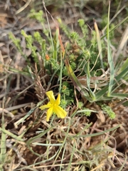 Hypericum aethiopicum