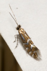 Phyllonorycter