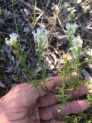 Dischisma ciliatum erinoides