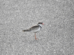 Elseyornis melanops