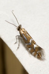 Phyllonorycter