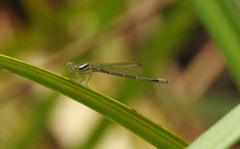 Austroagrion watsoni