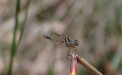 Austroagrion watsoni