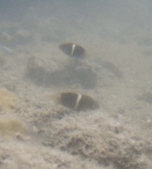 Chrysiptera biocellata