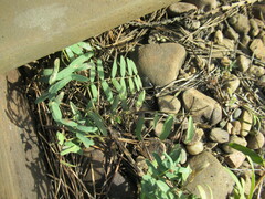 Vicia nervata