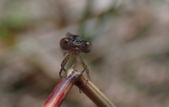 Austroagrion watsoni