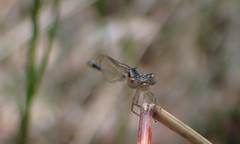 Austroagrion watsoni