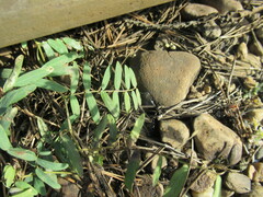 Vicia nervata
