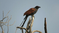 Centropus sinensis