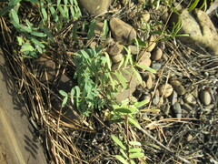 Vicia nervata