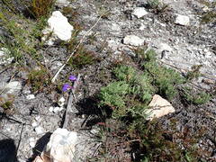 Lobelia tomentosa