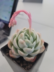 Echeveria elegans