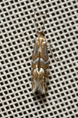 Phyllonorycter