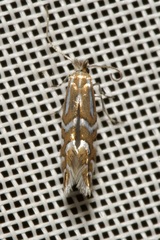 Phyllonorycter