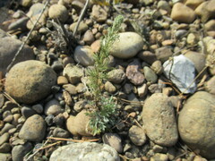 Artemisia scoparia