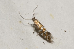 Phyllonorycter