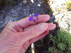 Lobelia tomentosa