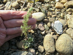 Artemisia scoparia