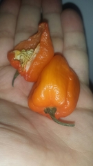 Capsicum chinense