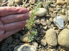 Artemisia scoparia