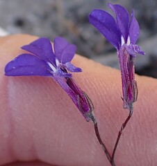 Lobelia tomentosa