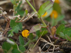 Crotalaria filipes
