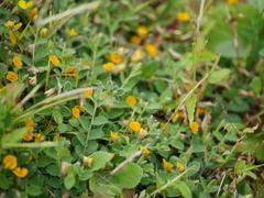 Crotalaria filipes