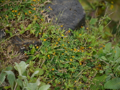 Crotalaria filipes