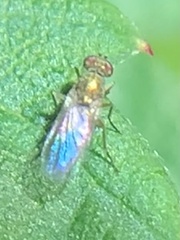 Chrysotus