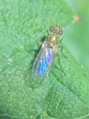 Chrysotus