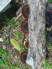 Hexagonia