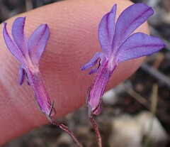 Lobelia tomentosa