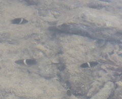 Chrysiptera biocellata