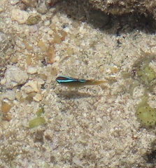 Chrysiptera biocellata