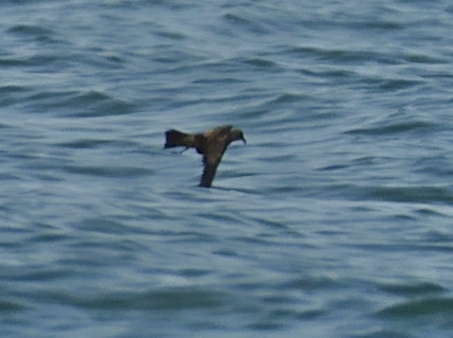 Swinhoe's Storm-Petrel