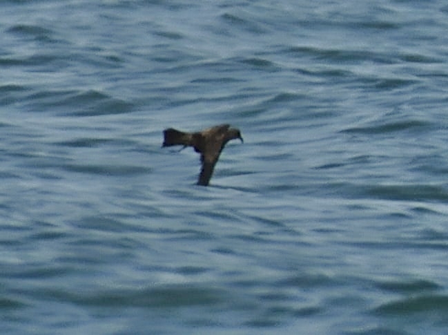 Swinhoe's Storm Petrel