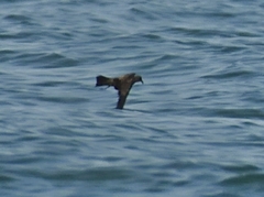 Hydrobates monorhis