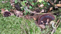 Ischnoderma benzoinum