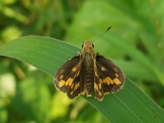 Taractrocerini