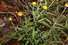 Xerochrysum