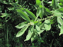 Salix pseudomedemii