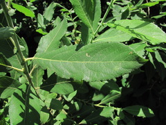 Salix pseudomedemii