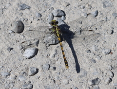 Ophiogomphus occidentis