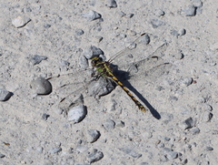 Ophiogomphus occidentis