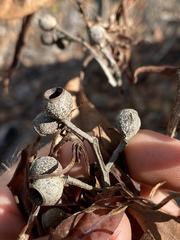 Corymbia leptoloma