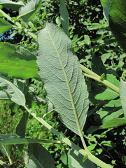 Salix pseudomedemii
