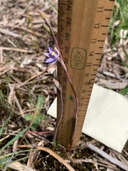 Thelymitra exigua