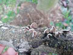 Schizophyllum commune