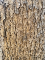 Corymbia leptoloma